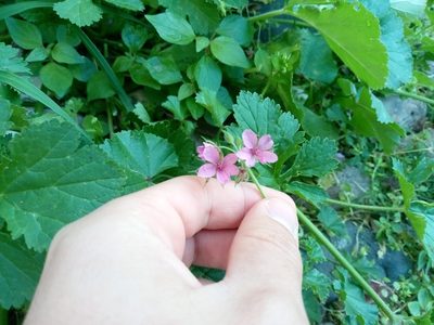Erodium chium, photographed by Eleftherios Katsillis