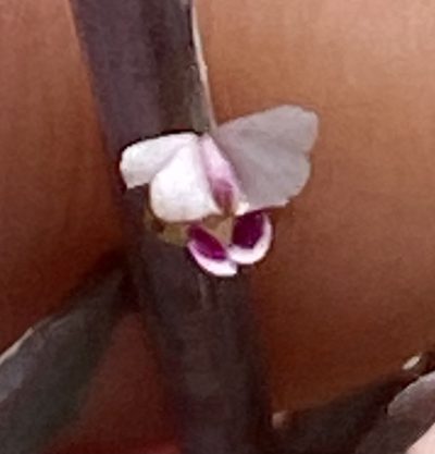 Muraltia muraltioides, photographed by Dave U
