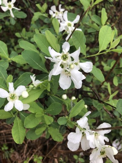 Exochorda racemosa, photographed by Curtis Hansen