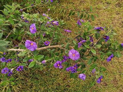 Lycianthes lycioides, photographed by GERMAN LEONEL SARMIENTO CRUZ