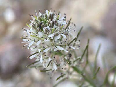 Thelypodium texanum, photographed by Matt Berger