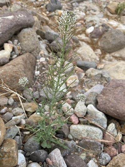 Thelypodium texanum, photographed by Matt Berger