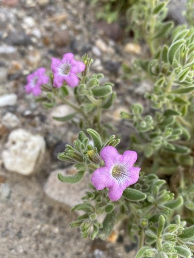 Nama havardii, photographed by Matt Berger