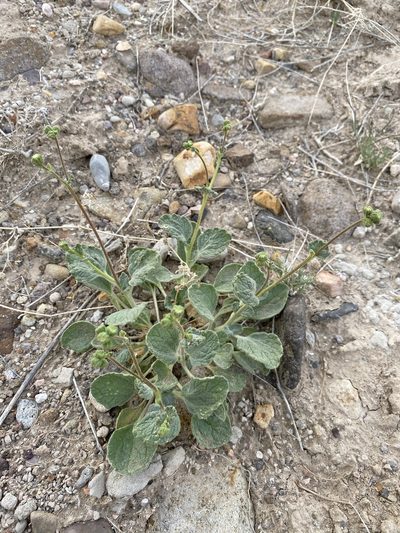 Psathyrotopsis scaposa, photographed by Matt Berger