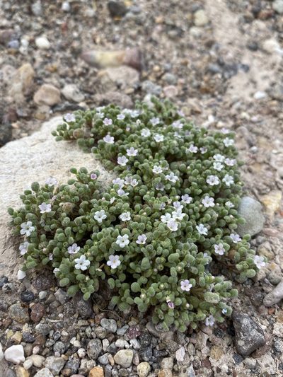 Nama torynophylla, photographed by Matt Berger