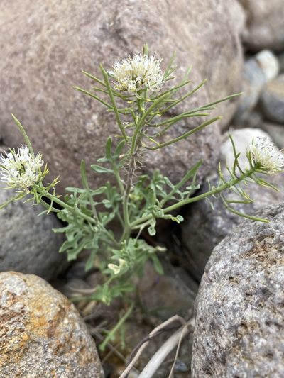 Thelypodium texanum, photographed by Matt Berger