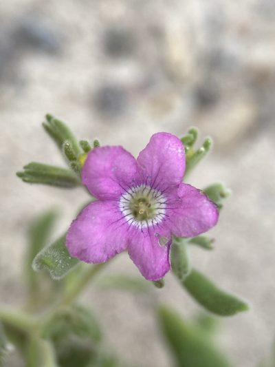 Nama havardii, photographed by Matt Berger