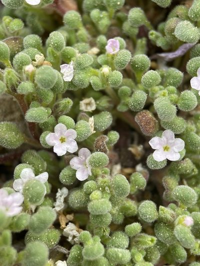 Nama torynophylla, photographed by Matt Berger