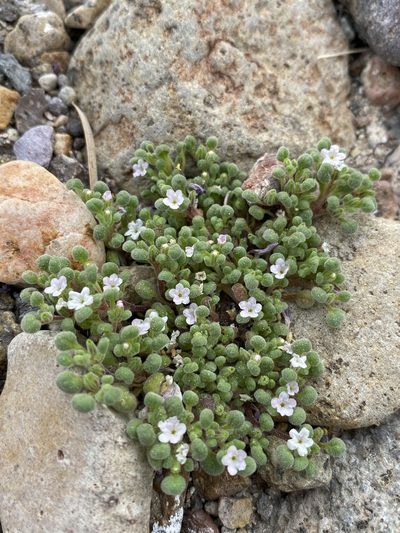 Nama torynophylla, photographed by Matt Berger