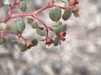 Euphorbia simulans, photographed by Matt Berger
