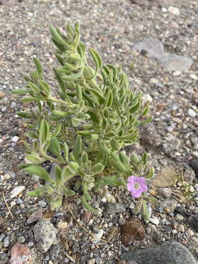 Nama havardii, photographed by Matt Berger