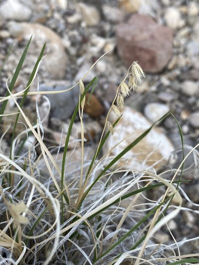 Bouteloua erecta, photographed by Matt Berger