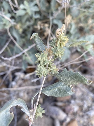 Atriplex acanthocarpa, photographed by Matt Berger