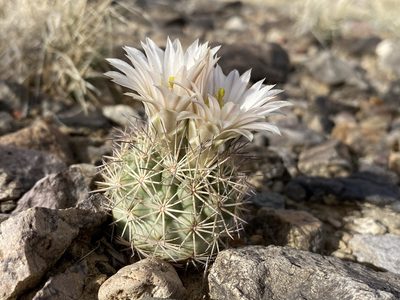 Sclerocactus warnockii, photographed by Matt Berger