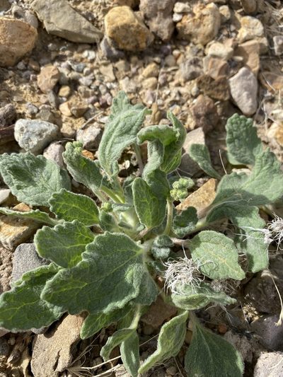 Psathyrotopsis scaposa, photographed by Matt Berger