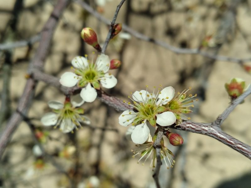 Prunus geniculata, photographed by Scott Ward