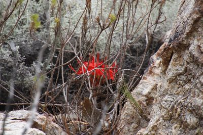 Brunsvigia marginata, photographed by Tony Rebelo