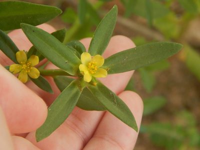 Portulaca mucronata, photographed by Breno Figueiredo