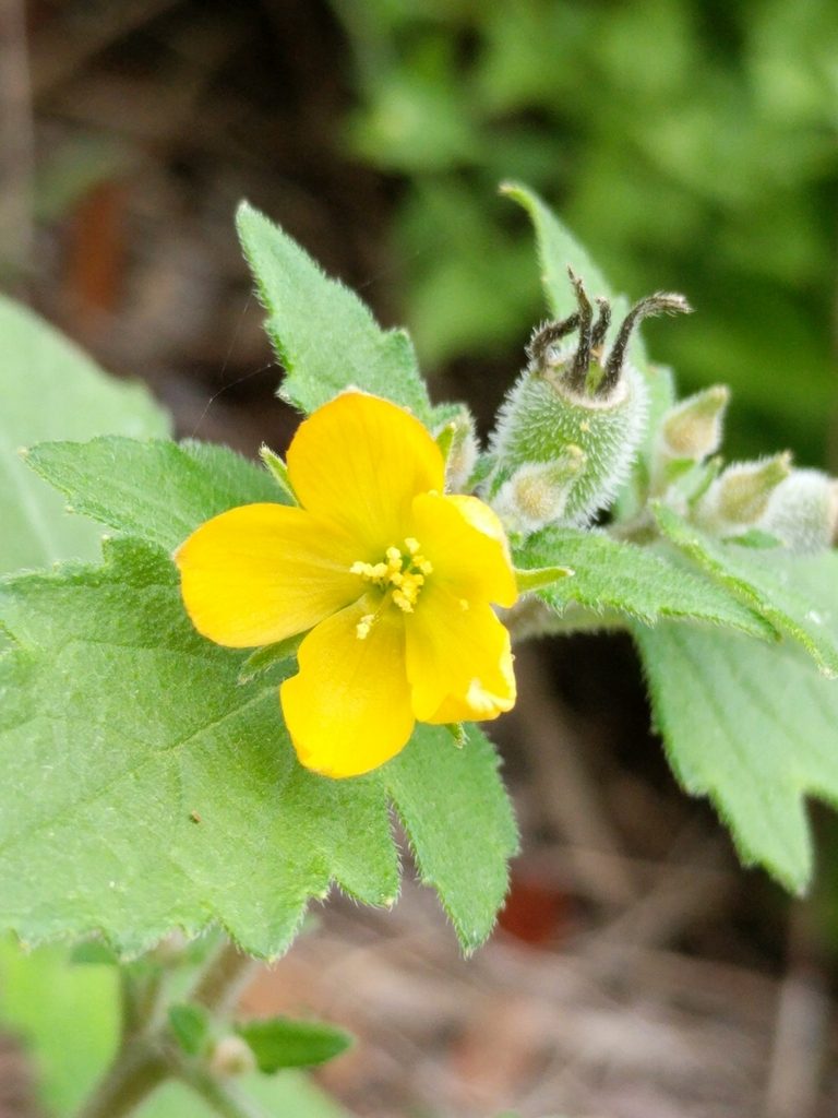 Mentzelia texana, photographed by Alison Northup