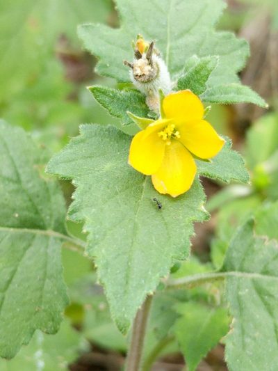 Mentzelia texana, photographed by Alison Northup
