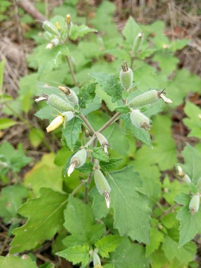 Mentzelia texana, photographed by Alison Northup