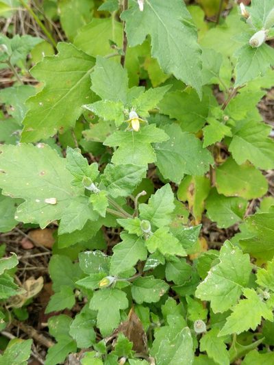 Mentzelia texana, photographed by Alison Northup