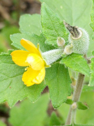 Mentzelia texana, photographed by Alison Northup