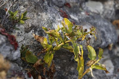 Teedia lucida, photographed by Tony Rebelo