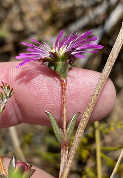Erepsia gracilis, photographed by Dave U