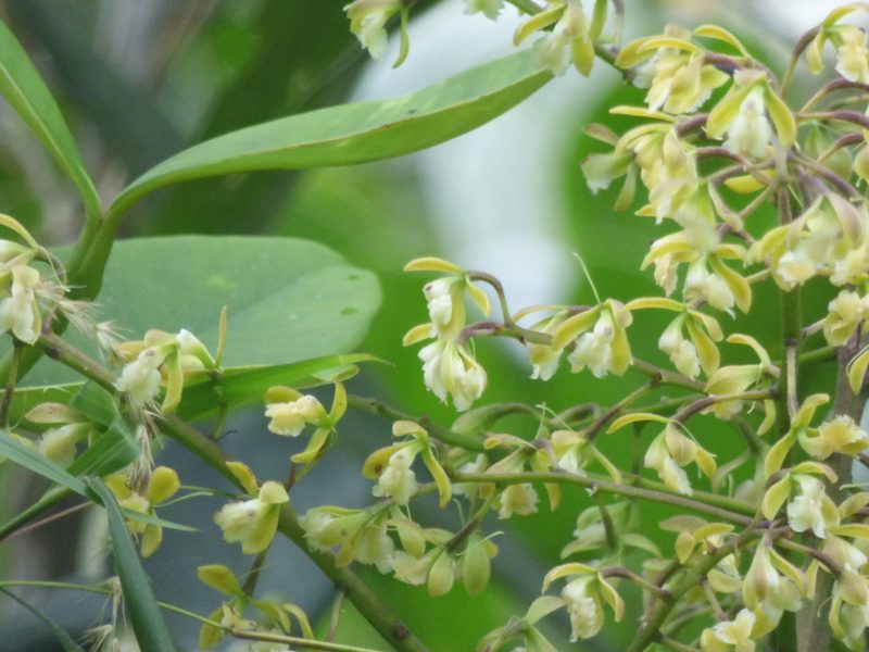 Epidendrum calothyrsus, photographed by Daniel van der Post