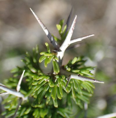Asparagus mariae, photographed by Nicola van Berkel