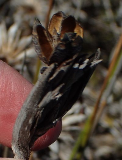Bobartia robusta, photographed by Nicola van Berkel