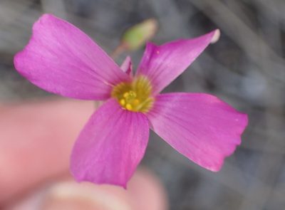 Oxalis stellata, photographed by Nicola van Berkel