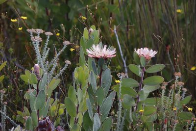 Protea punctata, photographed by Tony Rebelo