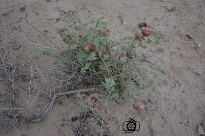 Prosopis farcta, photographed by Mohammad Amin Ghaffari