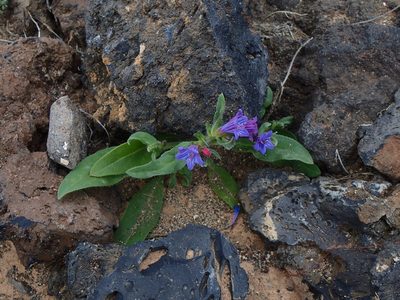 Echium bonnetii, photographed by Julien Renoult