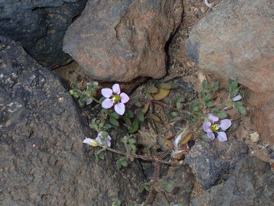 Zygophyllum creticum, photographed by Julien Renoult