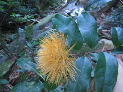 Stifftia chrysantha, photographed by Victor Farjalla Pontes