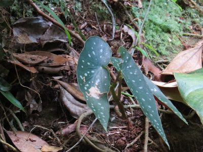 Begonia maculata, photographed by Victor Farjalla Pontes