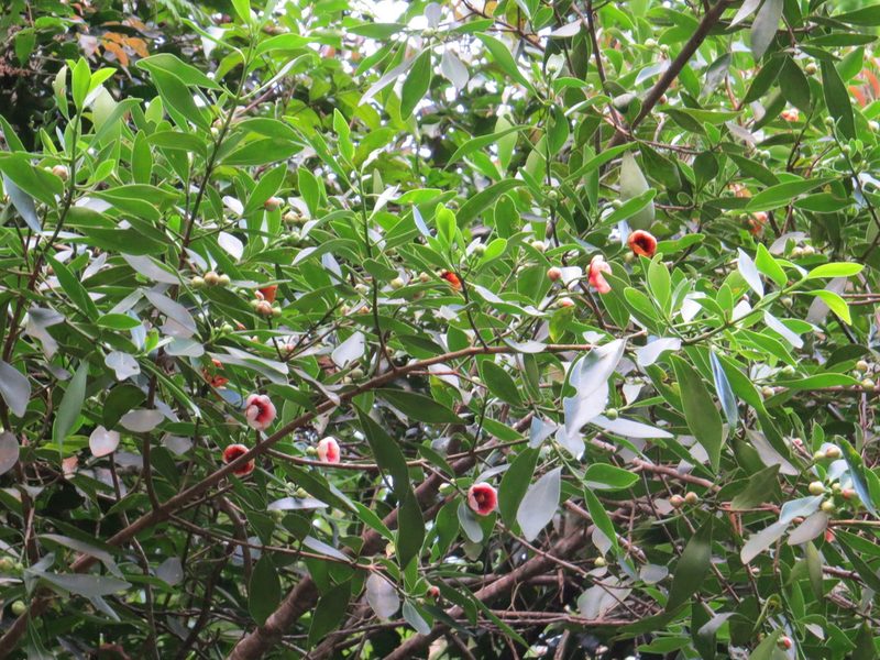 Clusia lanceolata, photographed by Victor Farjalla Pontes