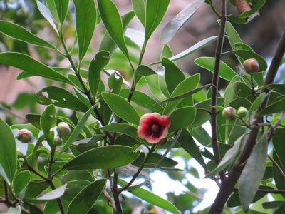 Clusia lanceolata, photographed by Victor Farjalla Pontes
