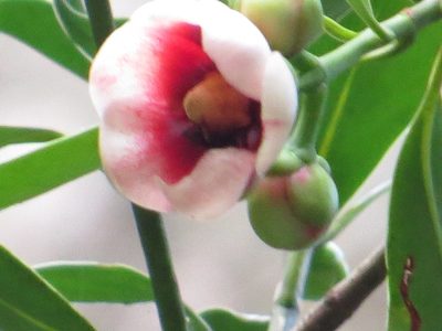 Clusia lanceolata, photographed by Victor Farjalla Pontes