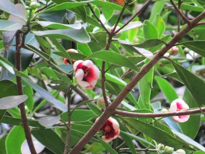Clusia lanceolata, photographed by Victor Farjalla Pontes