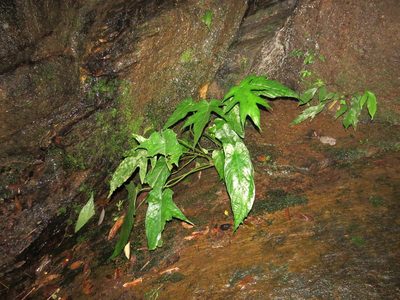 Dorstenia ramosa, photographed by Victor Farjalla Pontes