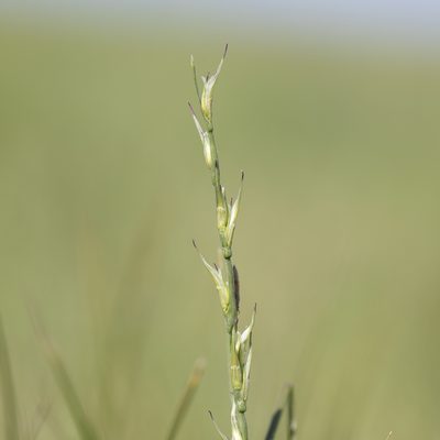 Uranthoecium truncatum, photographed by Kym Nicolson