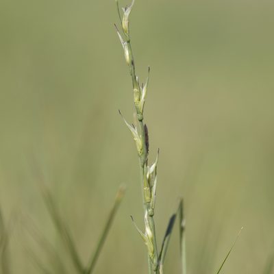 Uranthoecium truncatum, photographed by Kym Nicolson