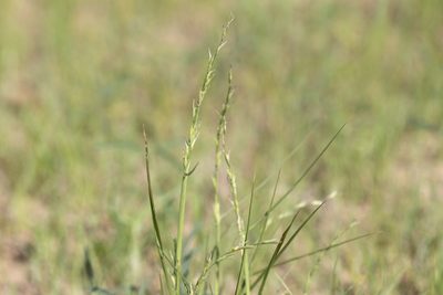 Uranthoecium truncatum, photographed by Kym Nicolson