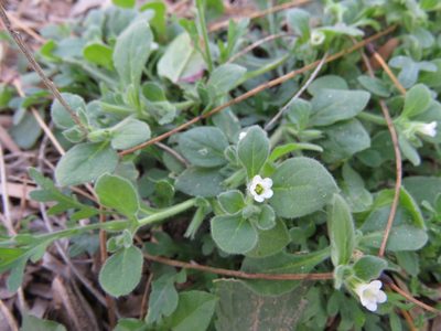 Nama jamaicensis, photographed by Center for Urban Ecology