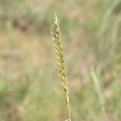 Astrebla squarrosa, photographed by Kym Nicolson