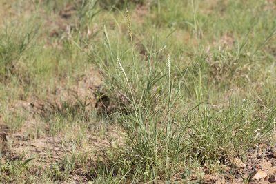 Astrebla squarrosa, photographed by Kym Nicolson